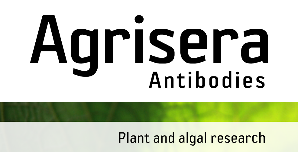 Agrisera MicroRNA相關(guān)研究植物蛋白抗體火熱促銷中！